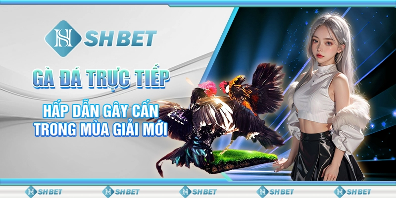 gà đá trực tiếp