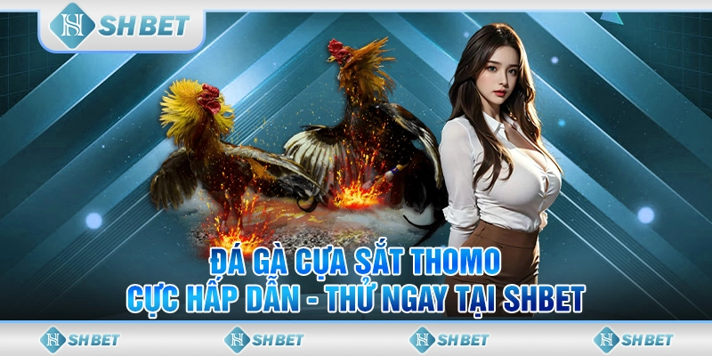 đá gà cựa sắt thomo