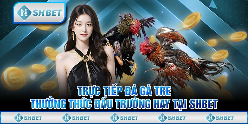 Trực Tiếp Đá Gà Tre Thưởng Thức Đấu Trường Hay Tại SHBET