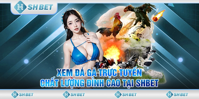 xem đá gà