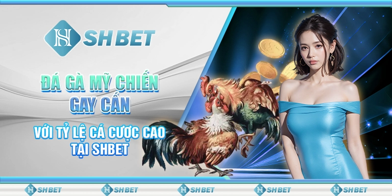 Đá Gà Nòi Mỹ – Cuộc Chiến Của Tốc Độ Và Sức Mạnh