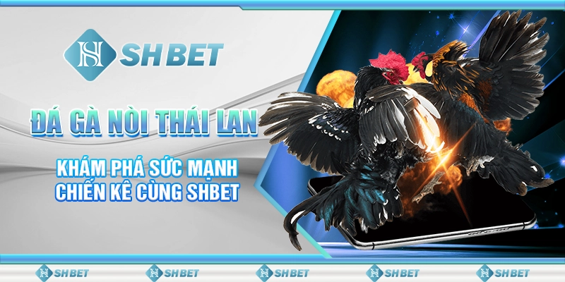 Đá Gà Nòi Thái Lan - Khám Phá Sức Mạnh Chiến Kê Cùng SHBET
