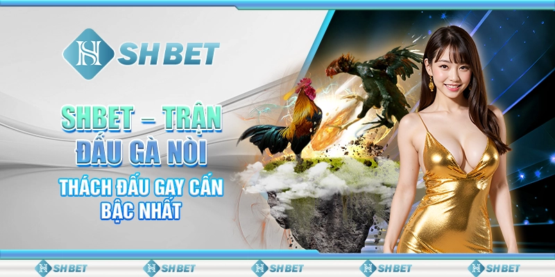 SHBET – Trận Đấu Gà Nòi Thách Đấu Gay Cấn Bậc Nhất