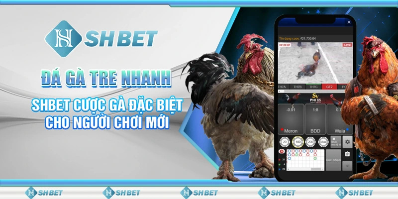 Đá Gà Tre Nhanh – SHBET Cược Gà Đặc Biệt Cho Người Chơi Mới