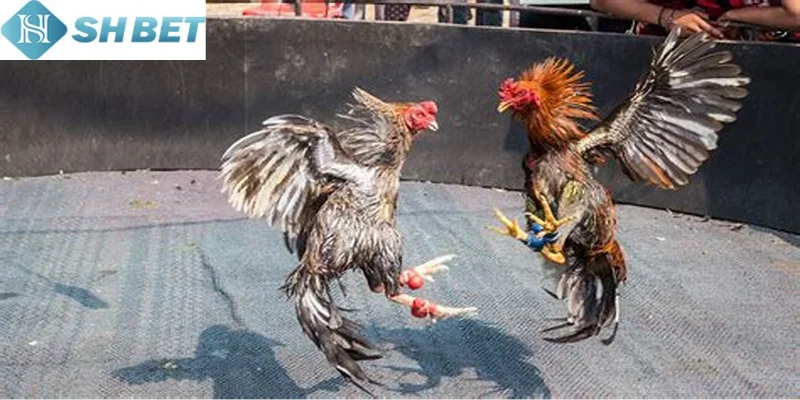 Lựa chọn chơi đá gà cựa dao tại Shbet thả ga mỗi ngày