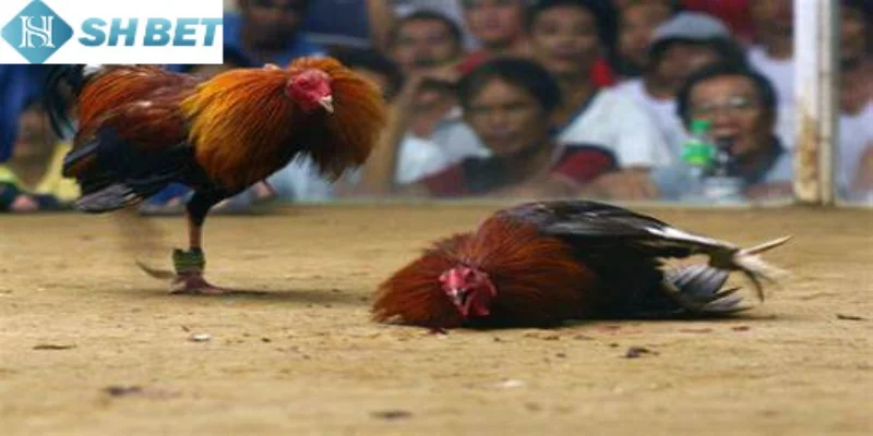 Có một số rủi ro và những điều cần lưu ý khi chơi chọi gà cựa dao