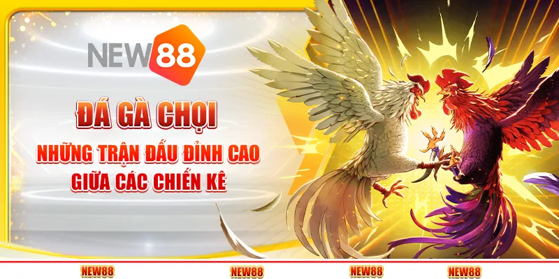 Đá Gà Chọi